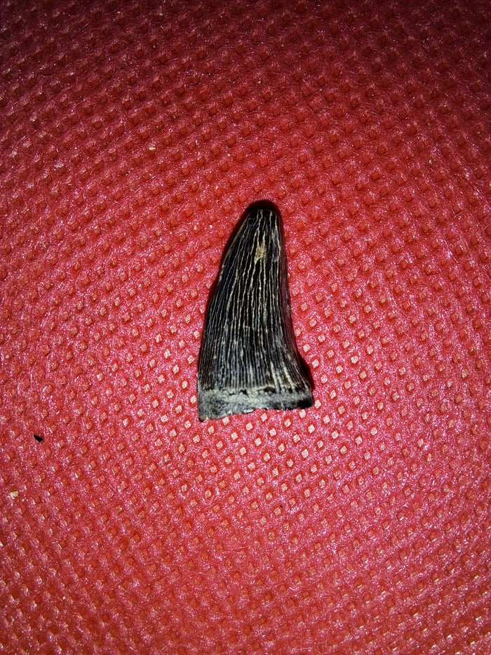 Mosasaur (Clidastes) Tooth, Cretaceous of Mississippi