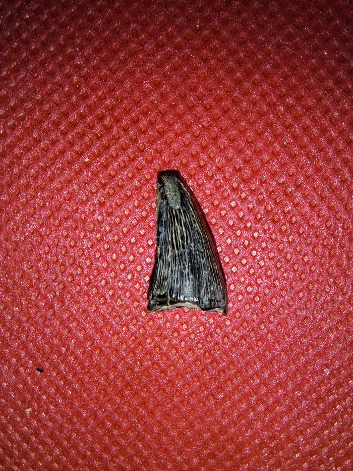Mosasaur (Clidastes) Tooth, Cretaceous of Mississippi
