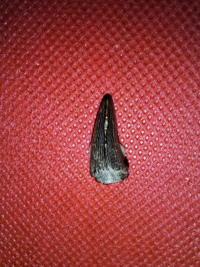 Mosasaur (Clidastes) Tooth, Cretaceous of Mississippi