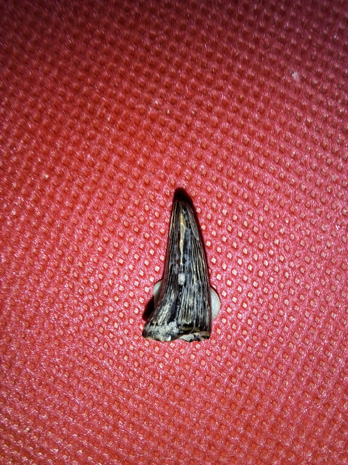 Mosasaur (Clidastes) Tooth, Cretaceous of Mississippi