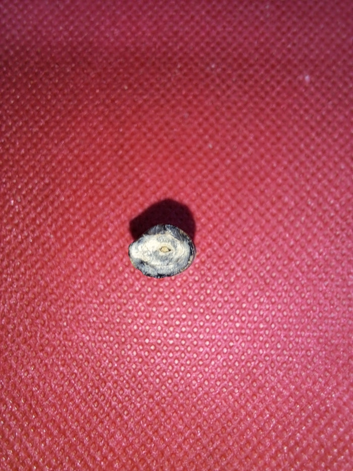 Mosasaur (Clidastes) Tooth, Cretaceous of Mississippi