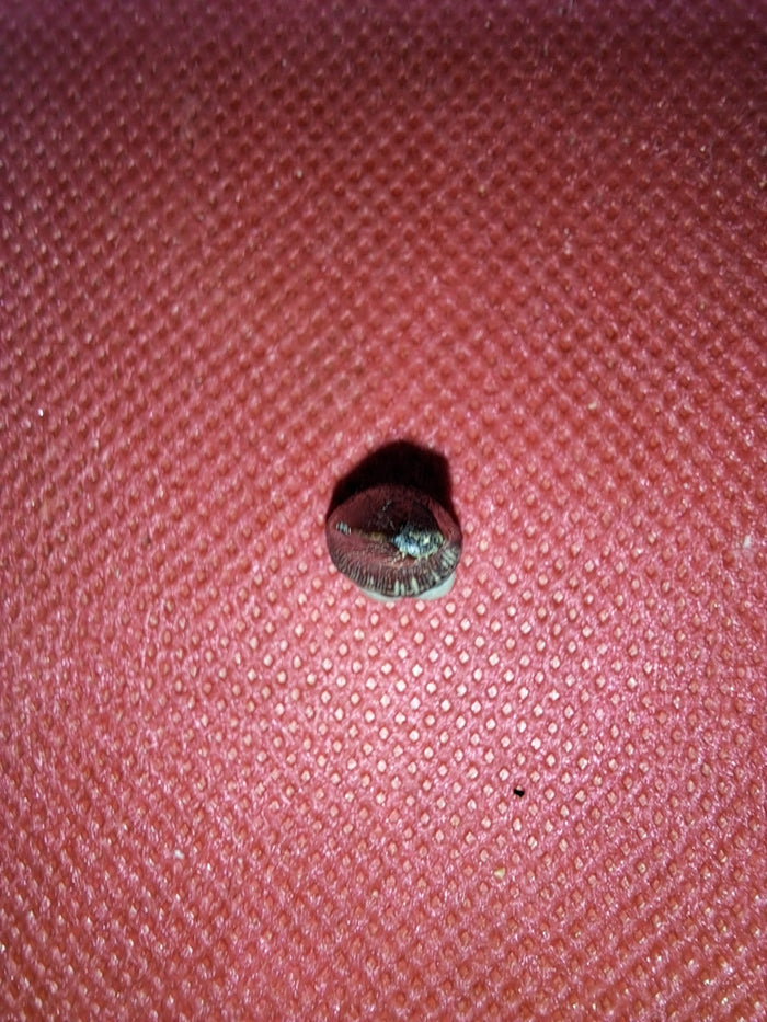 Mosasaur (Clidastes) Tooth, Cretaceous of Mississippi