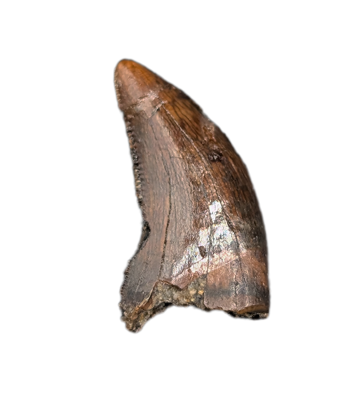 Nanotyrannus Tooth