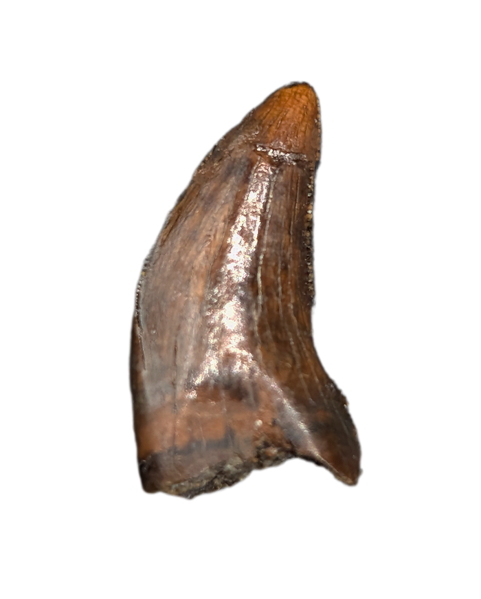 Nanotyrannus Tooth