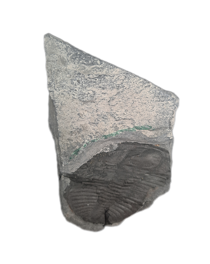 Ogygopsis klotzi Trilobite, Washington