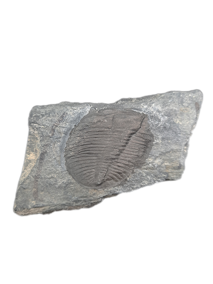 Ogygopsis klotzi Trilobite, Washington