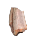 Ptychotherates (herrerasauridae) Tooth, Bull Canyon Formation