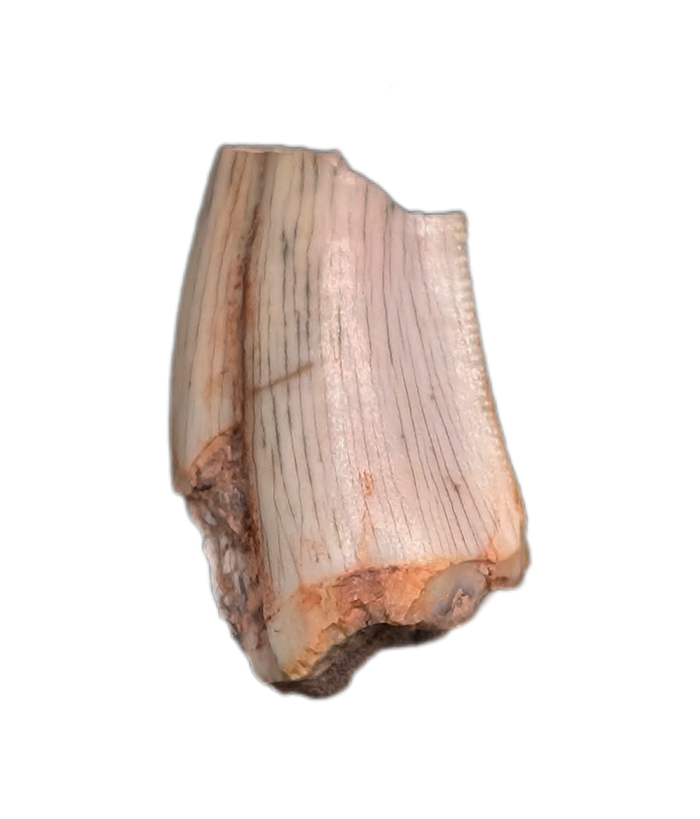 Ptychotherates (herrerasauridae) Tooth, Bull Canyon Formation