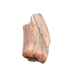 Ptychotherates (herrerasauridae) Tooth, Bull Canyon Formation