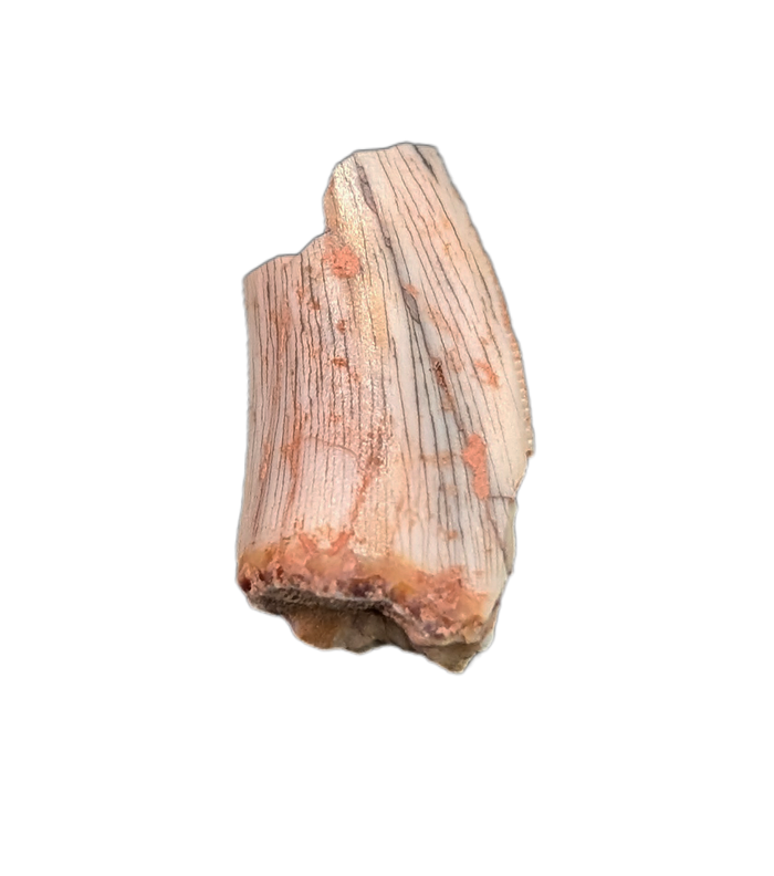 Ptychotherates (herrerasauridae) Tooth, Bull Canyon Formation