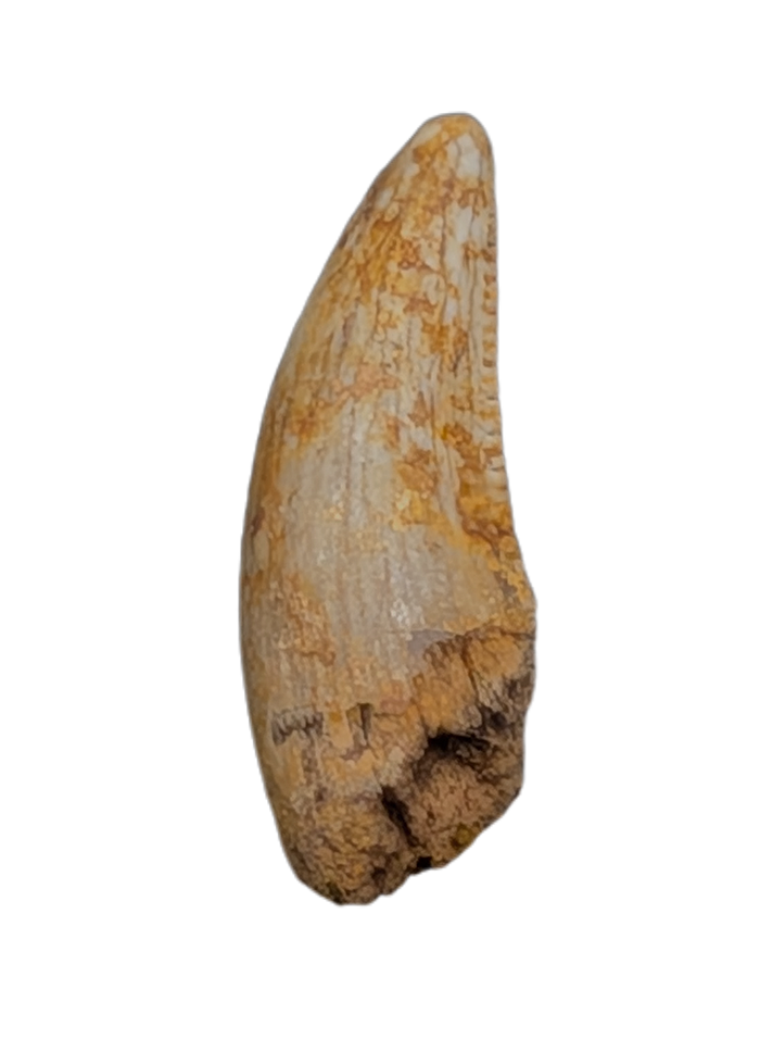 Raptor Pre-Max Tooth from the Hell Creek Formation