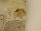 Snail Fossil, Florissant Formation 34 Million Years Old