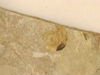Snail Fossil, Florissant Formation 34 Million Years Old