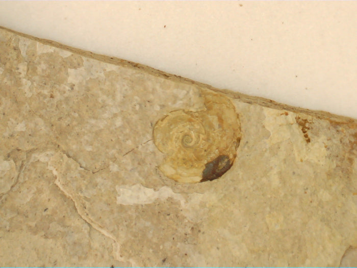 Snail Fossil, Florissant Formation 34 Million Years Old