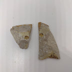 Snail Fossil, Florissant Formation 34 Million Years Old