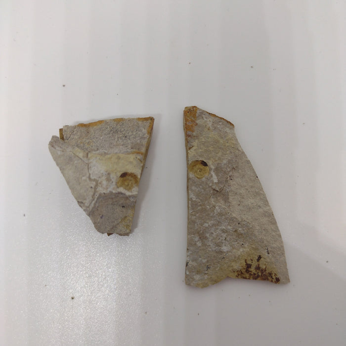 Snail Fossil, Florissant Formation 34 Million Years Old