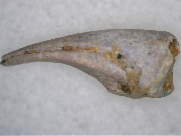 Theropod Dinosaur Claw, Kem Kem
