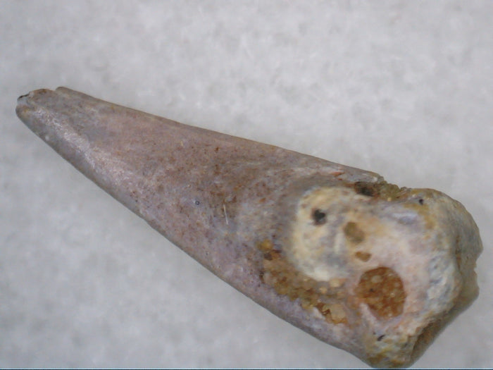 Theropod Dinosaur Claw, Kem Kem