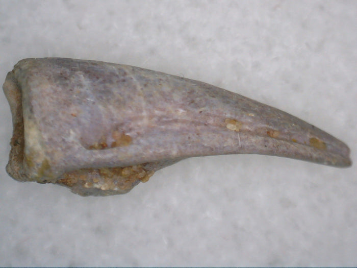 Theropod Dinosaur Claw, Kem Kem