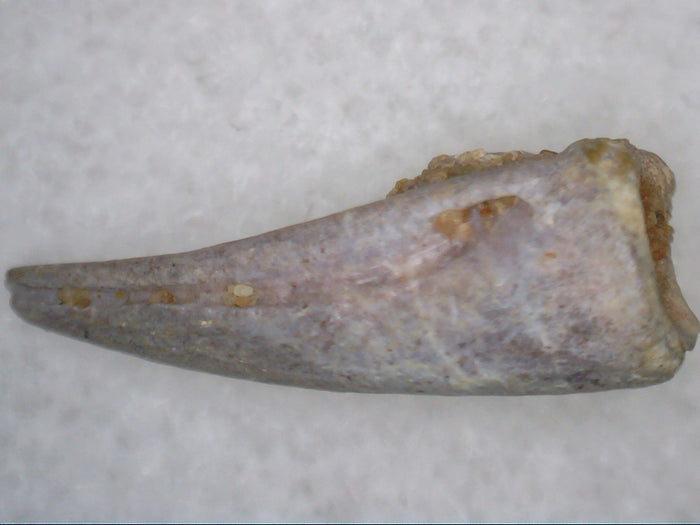 Theropod Dinosaur Claw, Kem Kem