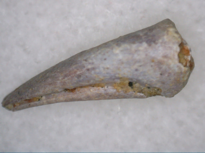 Theropod Dinosaur Claw, Kem Kem