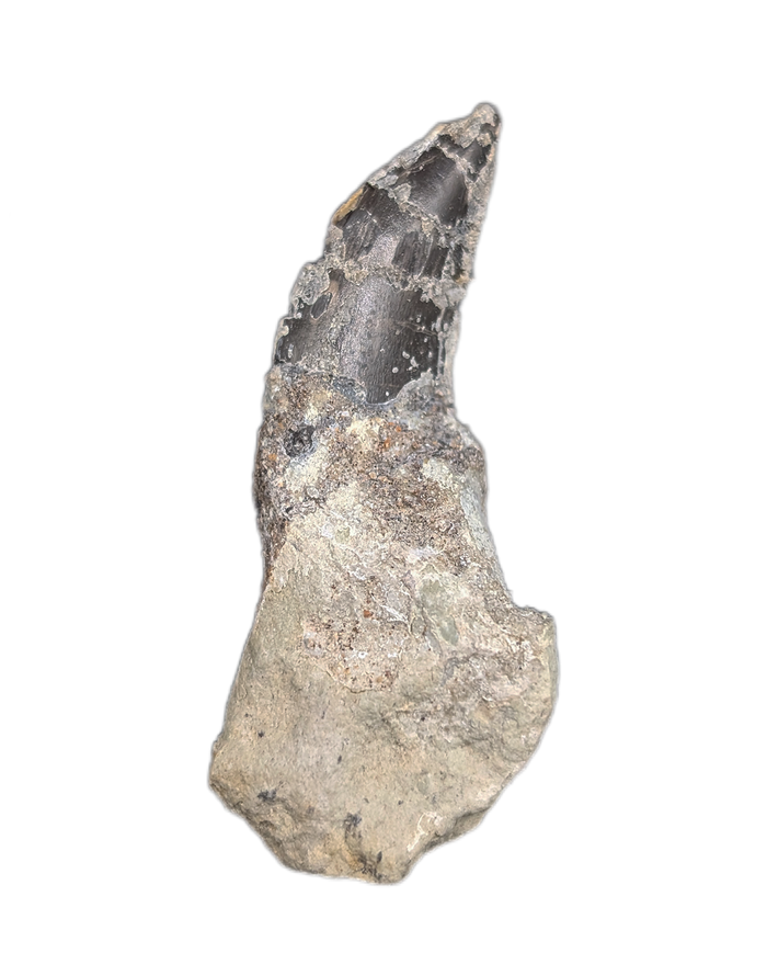 Theropod Dinosaur Tooth, El Mers Formation