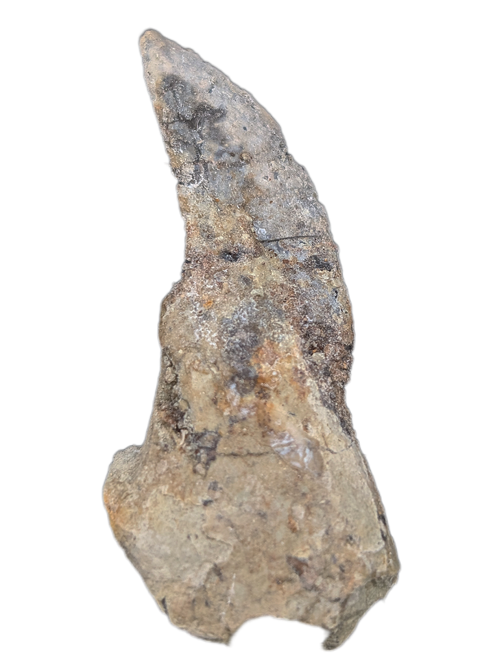 Theropod Dinosaur Tooth, El Mers Formation