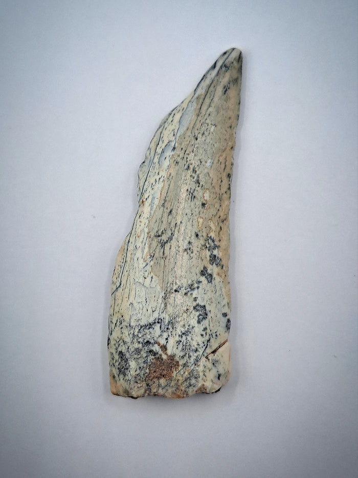 Theropod Tooth, Elrhaz Formation