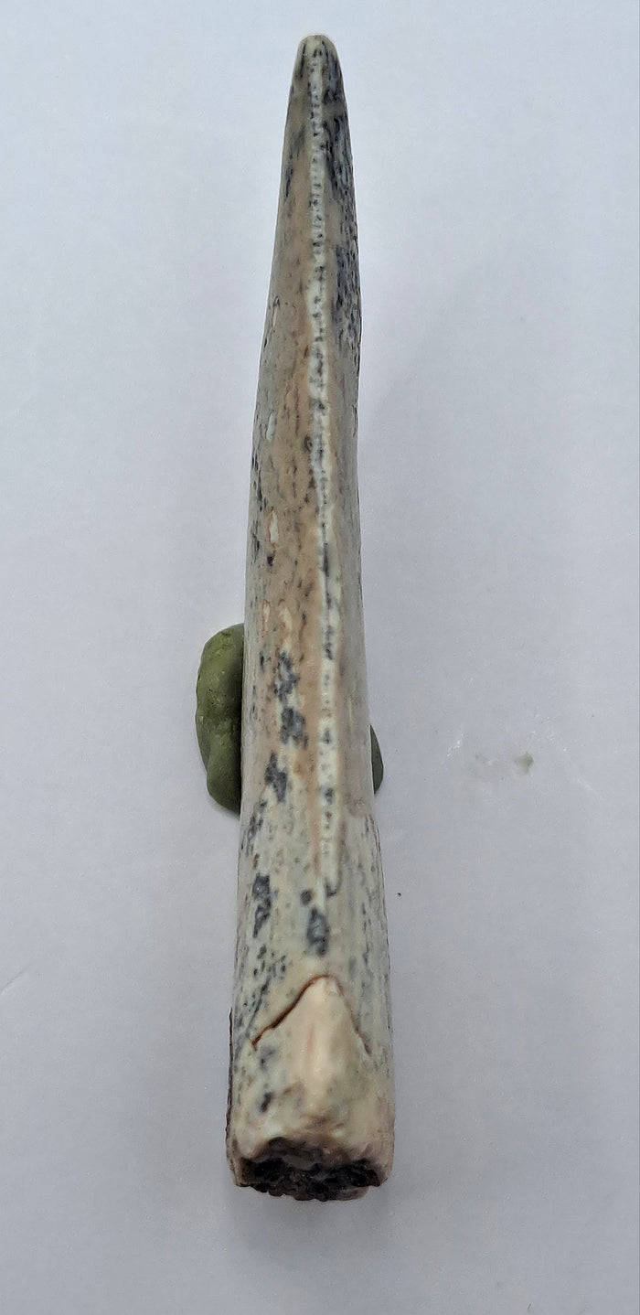 Theropod Tooth, Elrhaz Formation
