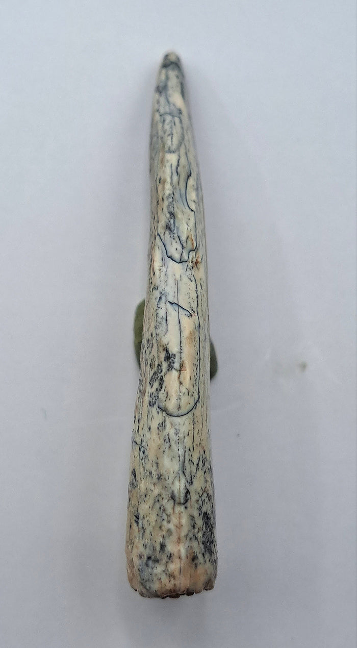 Theropod Tooth, Elrhaz Formation