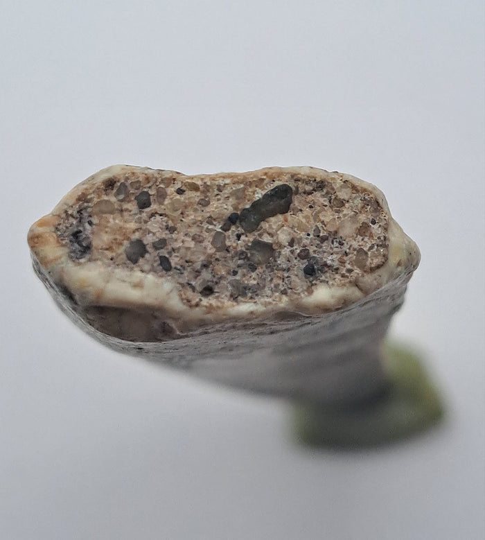 Theropod Tooth, Elrhaz Formation