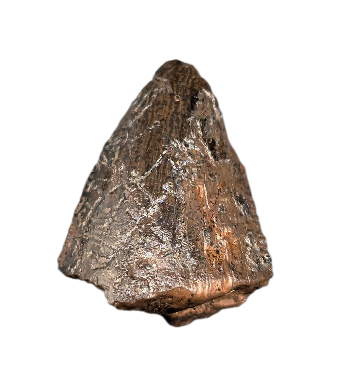 Tyrannosaurus Rex Tooth