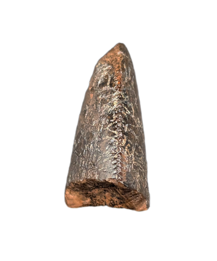 Tyrannosaurus Rex Tooth