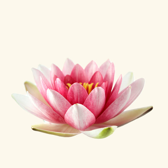 Water Lily Fragrance Oil