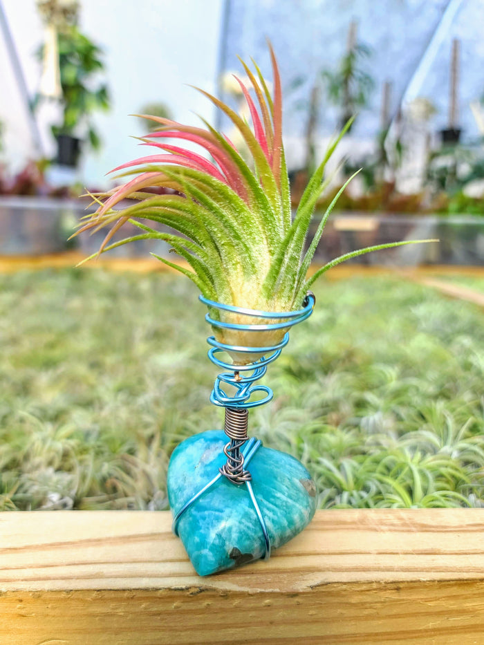 WYSIWYG Amazonite Heart Air Plant Holder with Ionantha Mexican