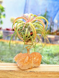 WYSIWYG Orange Calcite Air Plant Holder with Ionantha Mexican