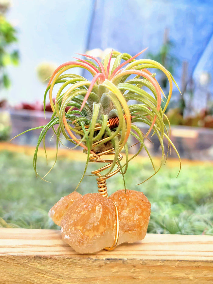 WYSIWYG Orange Calcite Air Plant Holder with Ionantha Mexican